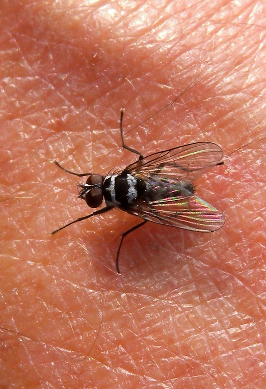 Limnophora obsignata